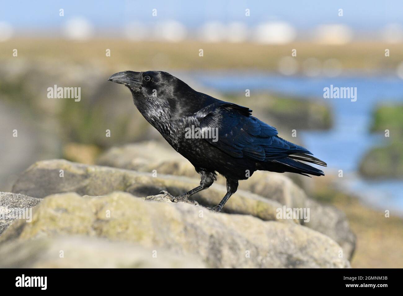 Raven - Corvus corax Foto Stock