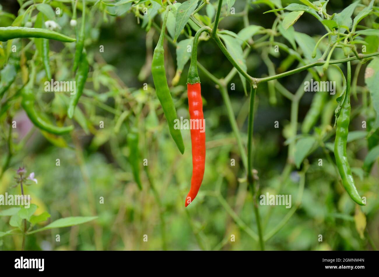 primo piano il mazzo verde rosso matura peperoncino con foglie e piante che crescono in giardino su sfondo verde marrone fuori fuoco. Foto Stock