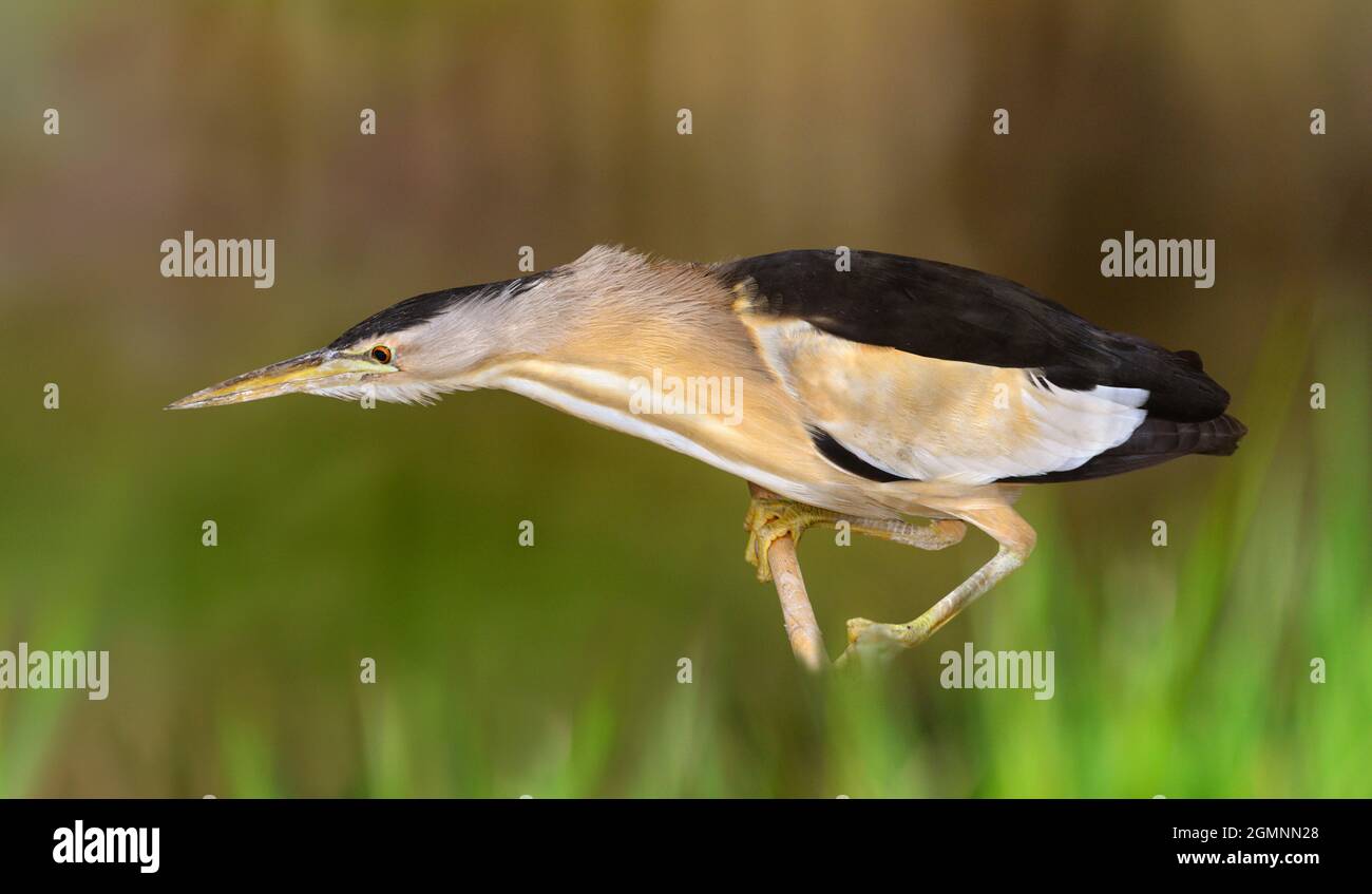 Tarabusino - Ixobrychys minutus Foto Stock