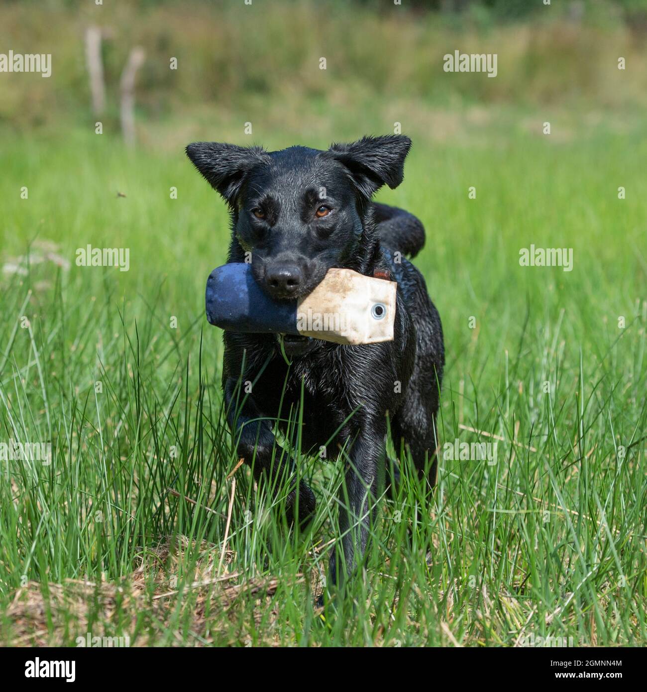 black labrador retriever recupero di un manichino di addestramento Foto Stock