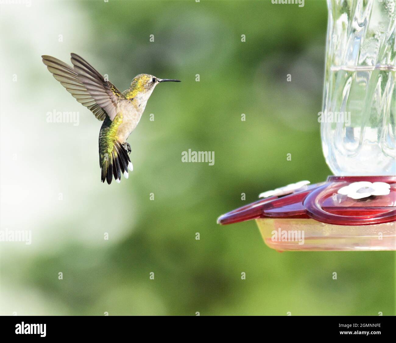 La femmina Ruby ha gettato Hummingbird avvicinandosi ad un alimentatore per una bevanda. Foto Stock