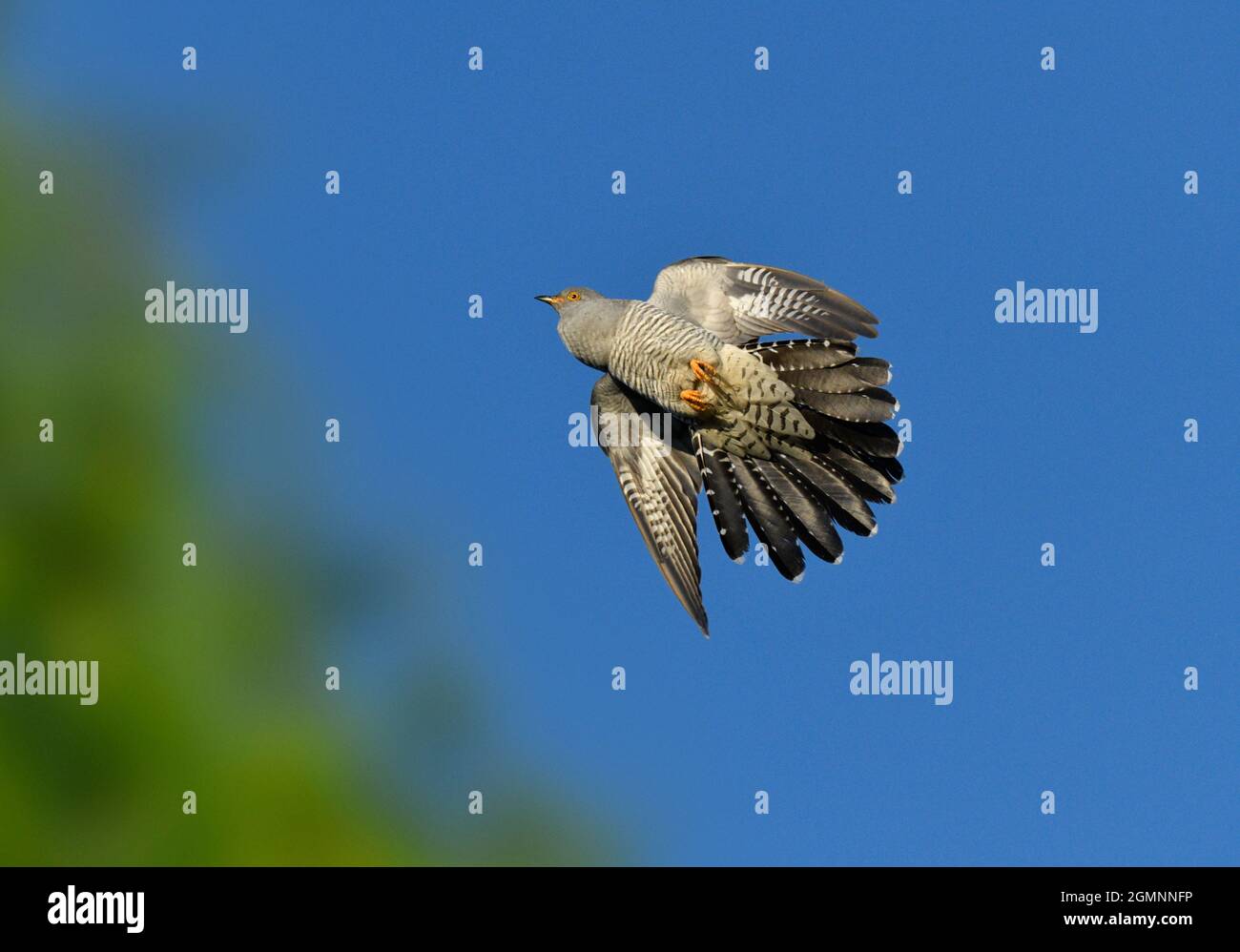 Il cuculo - Cuculus canorus Foto Stock
