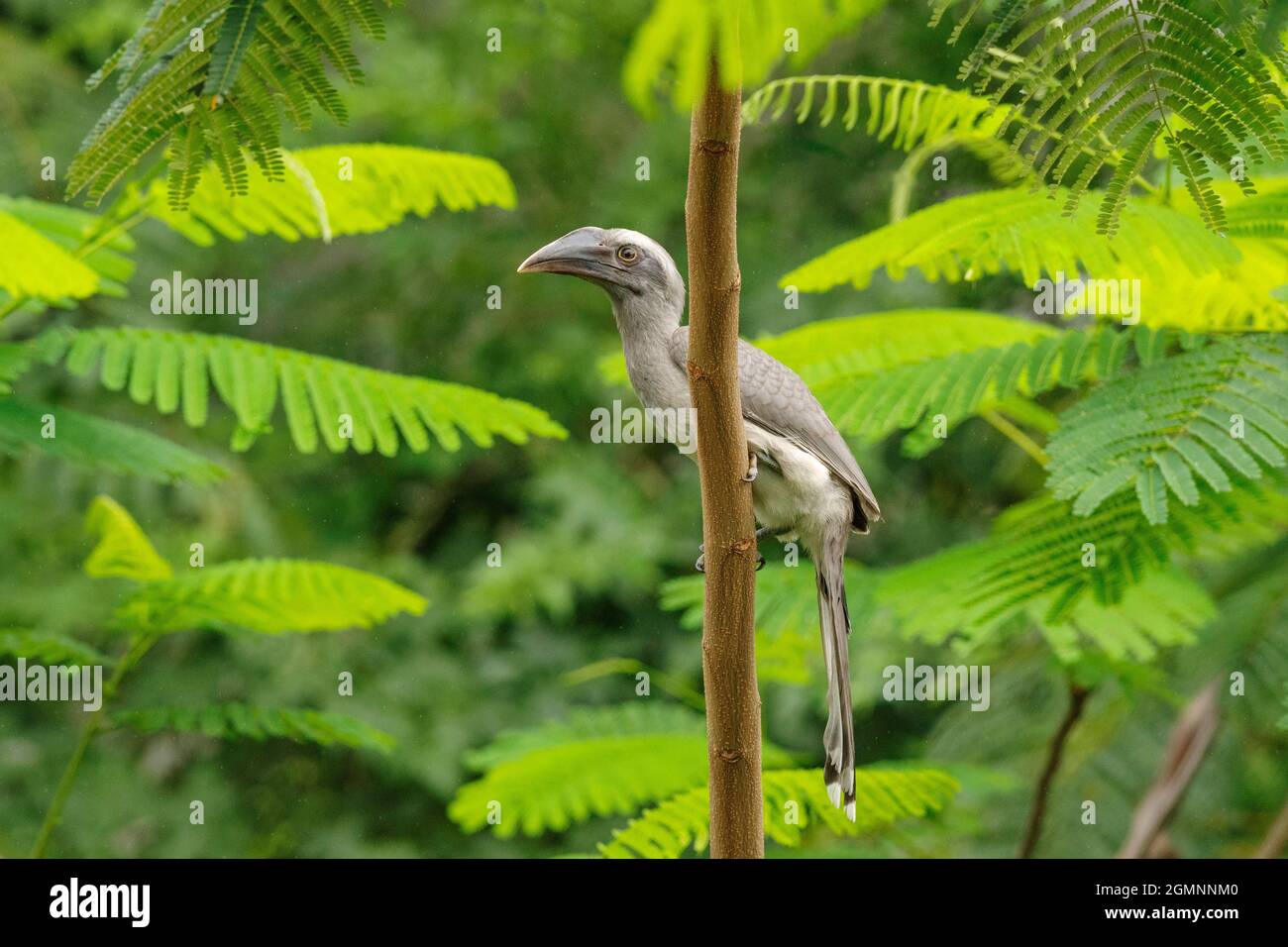 Hornbill grigio indiano sul ramo, Ocyceros birostris, Pune, Maharashtra, India Foto Stock