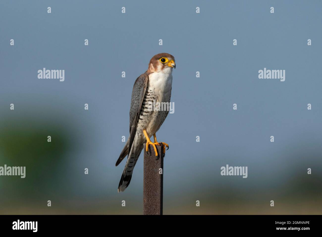 Falco a collo rosso, Falco chicquera, Bhigwan, Maharashtra, India Foto Stock
