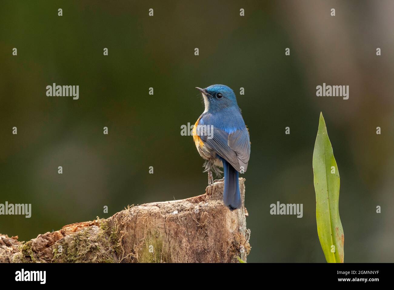 Himalayan bluetail, Tarsiger rufilatus, Ryshop, Bengala Occidentale, India Foto Stock