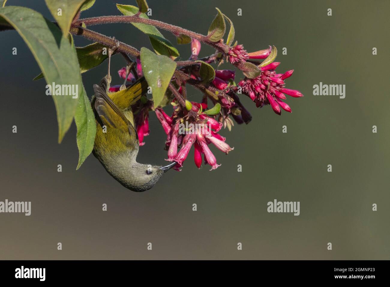 Sunbird dalla coda verde, Aethopyga nipalensis, femmina, Ryshop, Bengala Occidentale, India Foto Stock