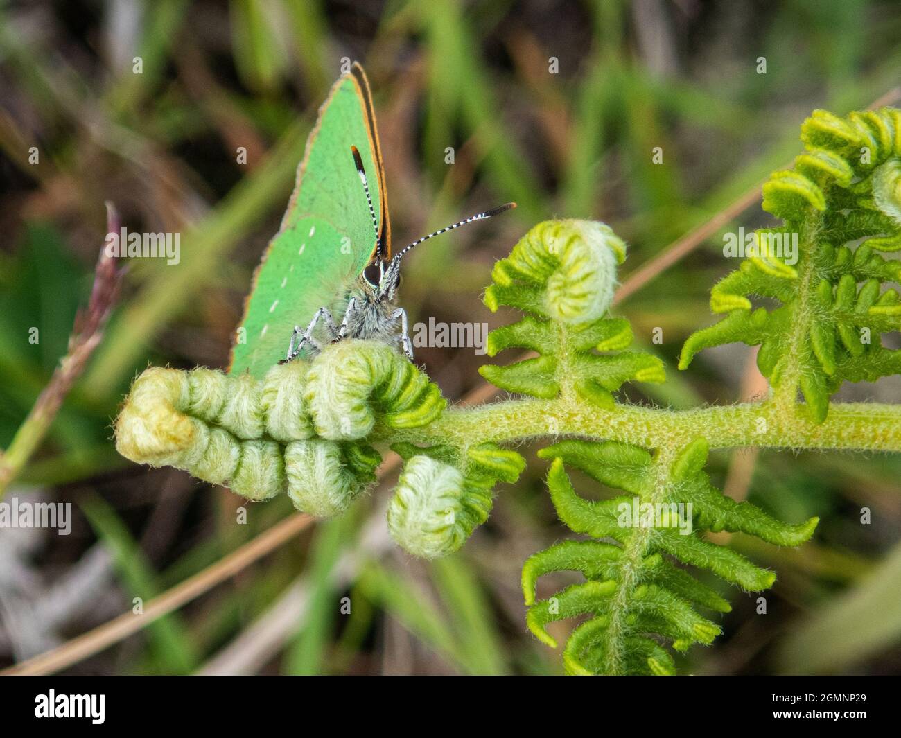 Farfalla verde Hairstreak, Callofrys rubi, Dartmoor, Devon, Regno Unito Foto Stock