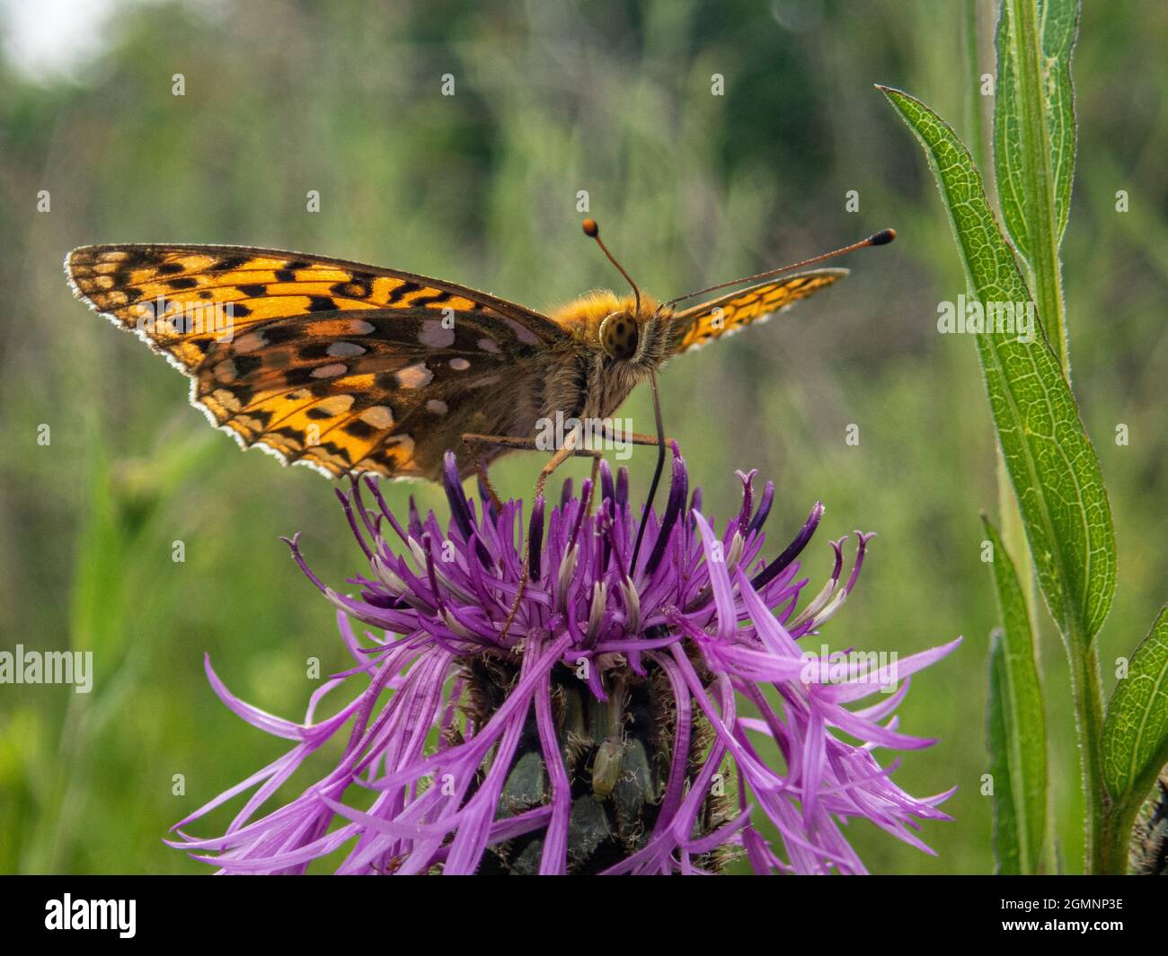 Verde scuro fritillario, Argynnis aglaja, farfalla su un cardo estraente nettare, Noar Hill, vicino Selborne, Hampshire Foto Stock