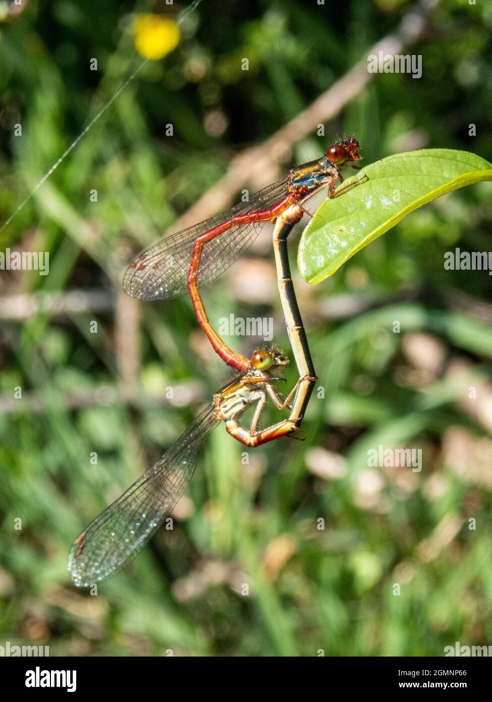 Piccolo rosso Damselfly, Ceriagrion tenellum, accoppiamento. New Forest, Hampshire, Regno Unito Foto Stock