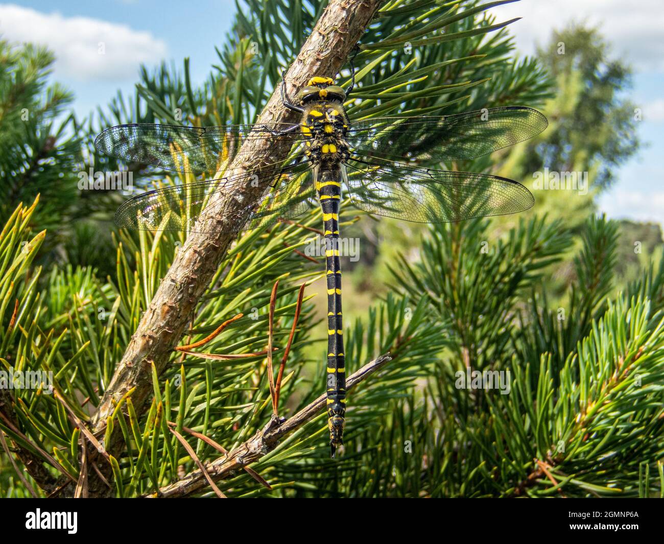 Golden ringed Dragonfly, Cordulegaster bollonii, New Forest, Hampshire, Regno Unito Foto Stock