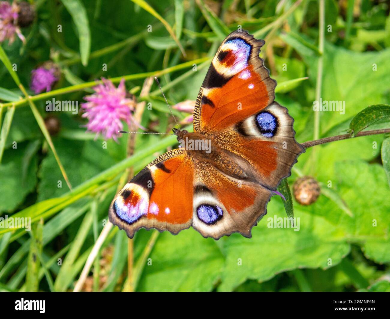 Peacock Butterfly, Aglais io, crogiolarsi al sole con i suoi distintivi eyespots, che confondono predatori, Alresford, Hampshire, Regno Unito Foto Stock