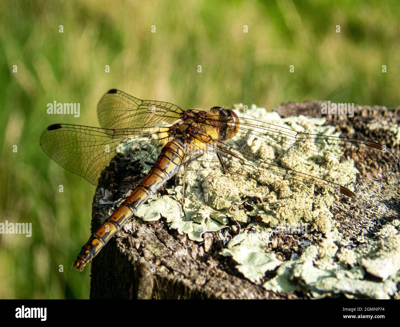 Common Darter, Sympetrum striolatum, dragonfly su un legno coperto di llichen, WIeld, Hampshire, Regno Unito Foto Stock