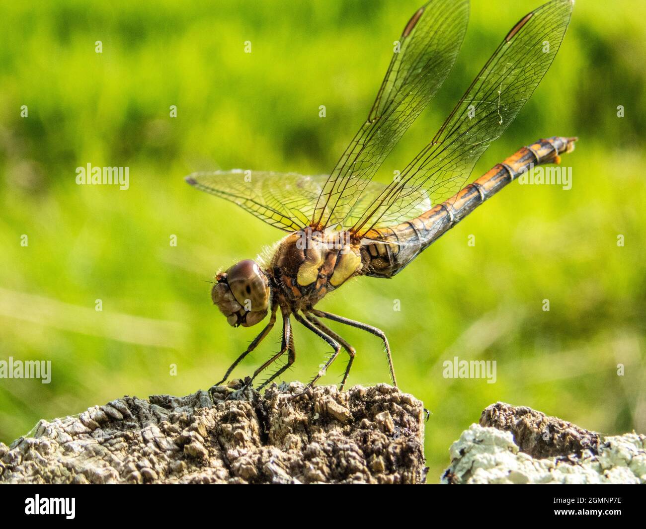 Comune Darter, Sympetrum striolatum, dragonfly, Wield, Hampshire, REGNO UNITO Foto Stock