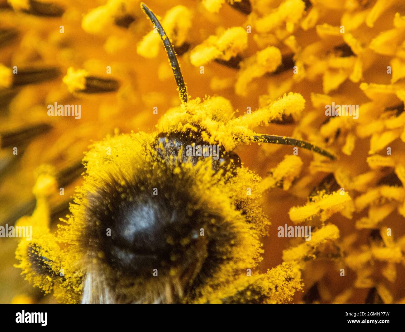 Pollenazione naturale. Un'ape coperta di polline che inquinano una pianta, Wield, Hampshire, Regno Unito Foto Stock