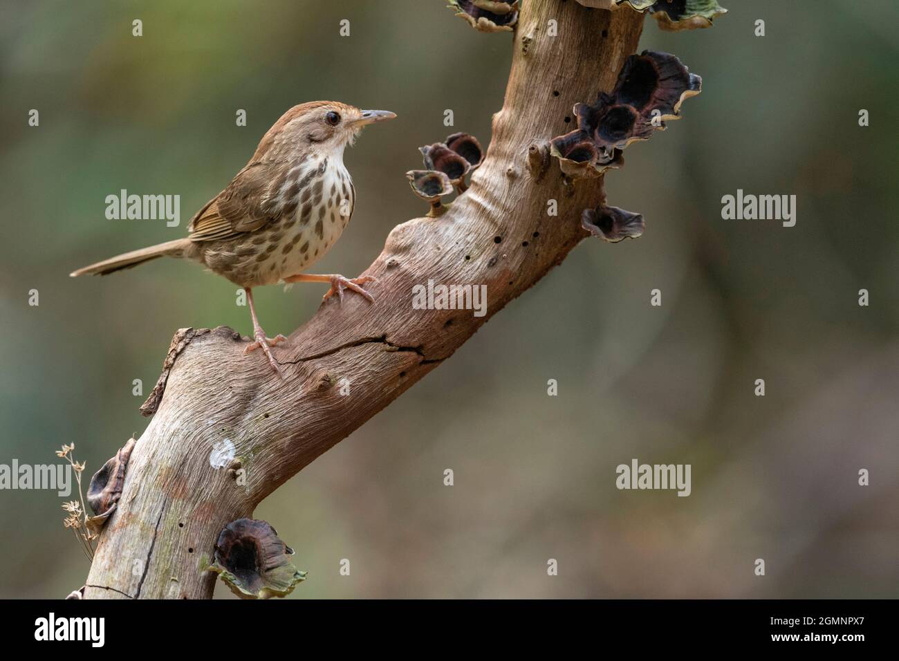 Puff gettato Babbler- Pellorneum ruficeps, Ghats occidentali, India Foto Stock