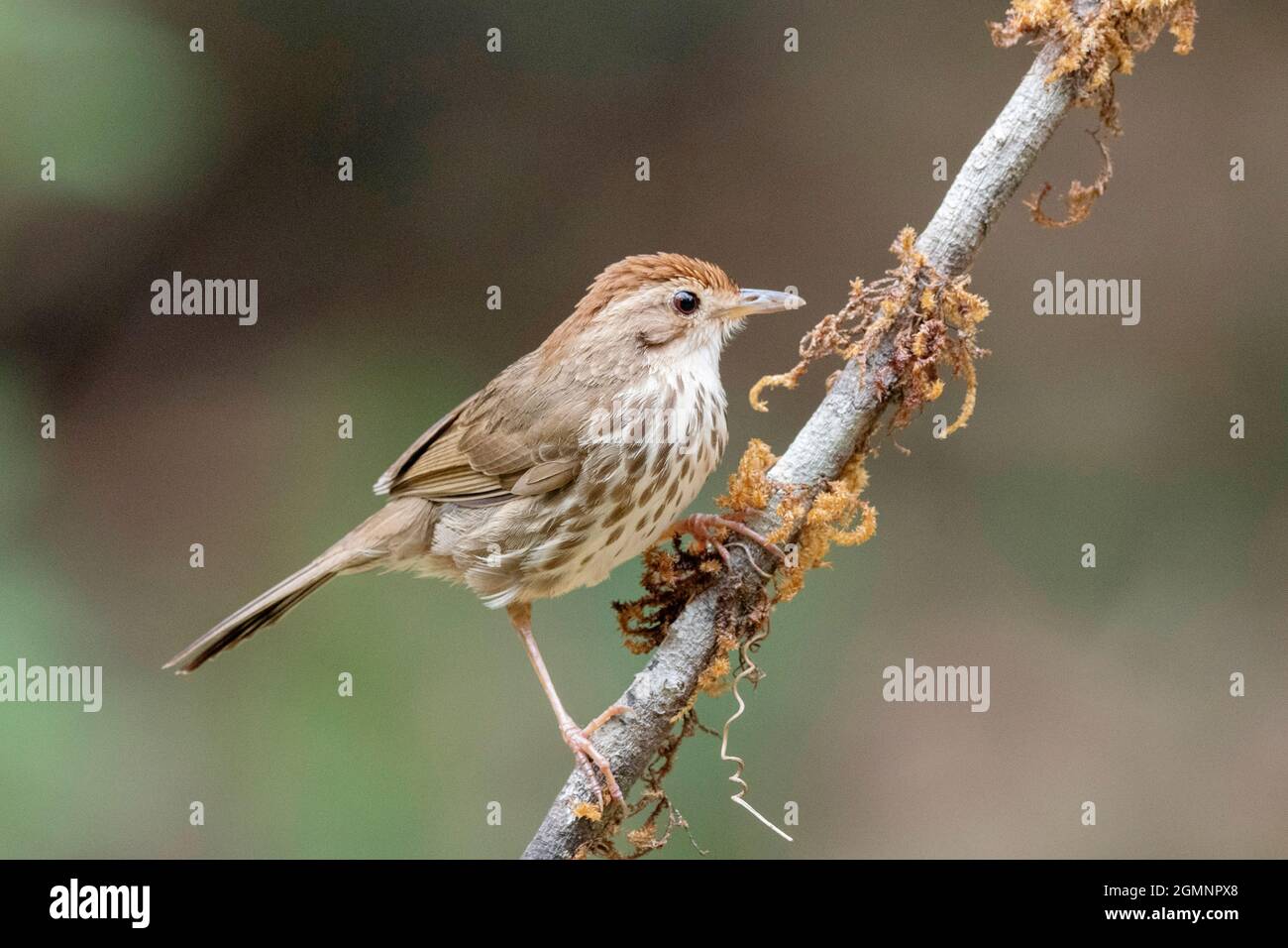 Puff gettato Babbler- Pellorneum ruficeps, Ghats occidentali, India Foto Stock