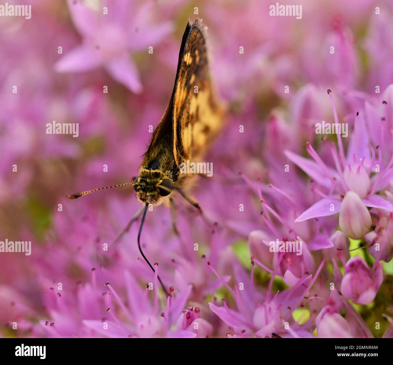 Immagine macro di una farfalla skipper di Peck su una pianta di stonecrop che appartiene alla famiglia Sedum. È anche noto come stonecrop di Butterfly. Foto Stock