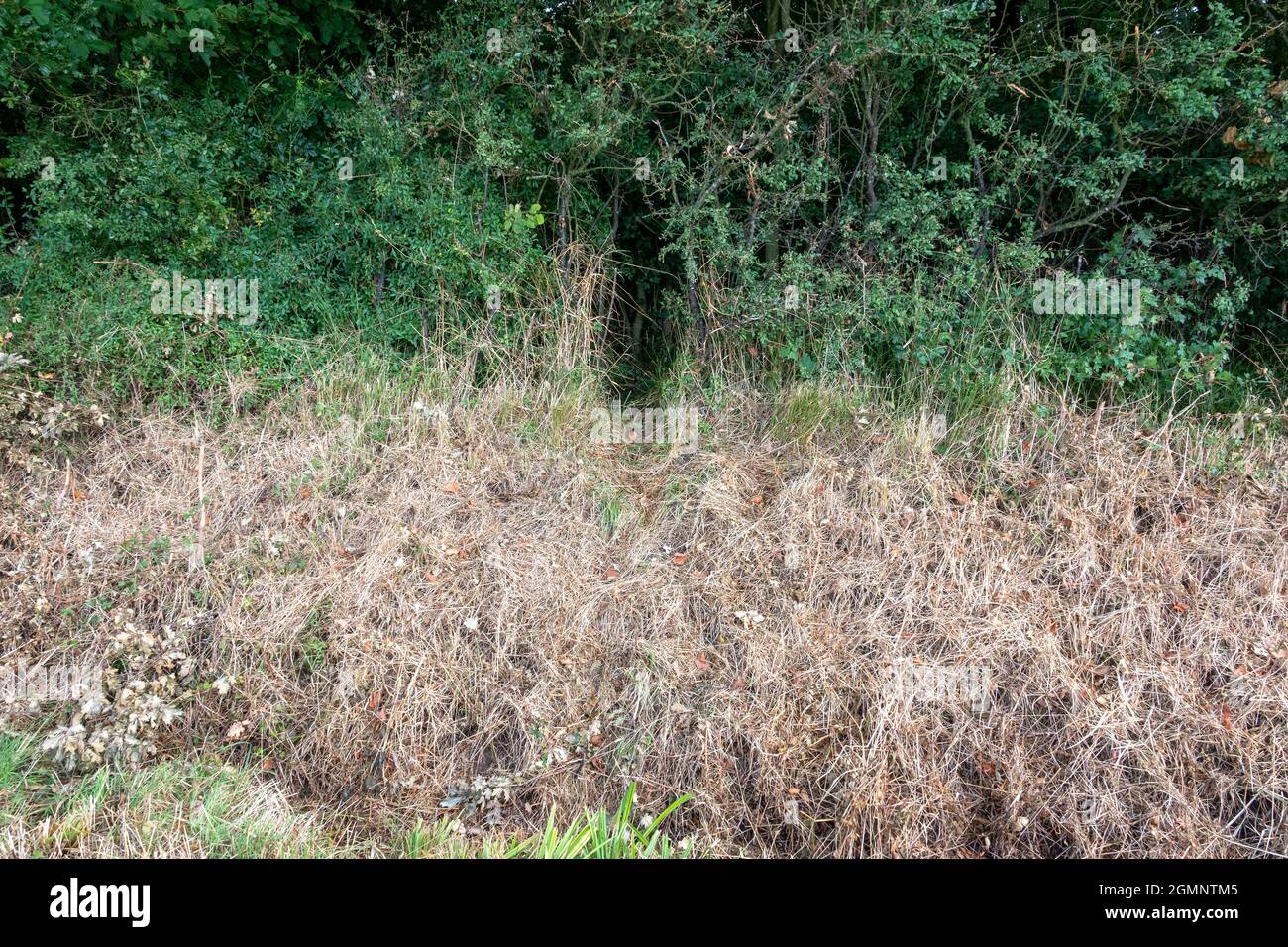 Gli animali si cingono sul bordo del campo di un'area boschiva, mostrando il punto di ingresso e di uscita attraverso il liccio Foto Stock