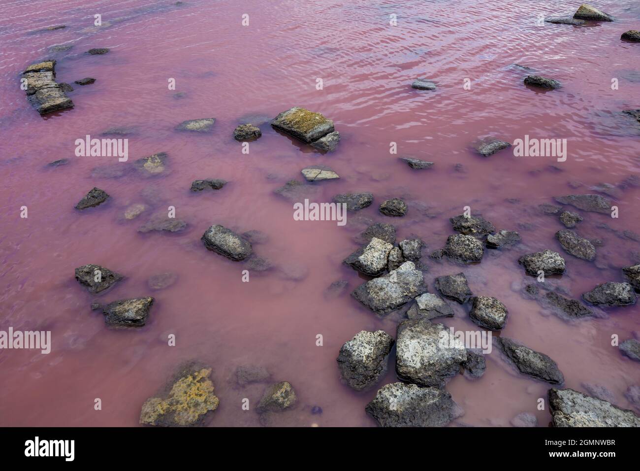 Acqua rosa saturata del lago Saki, Crimea. Un deposito di fango medicinale. Foto Stock