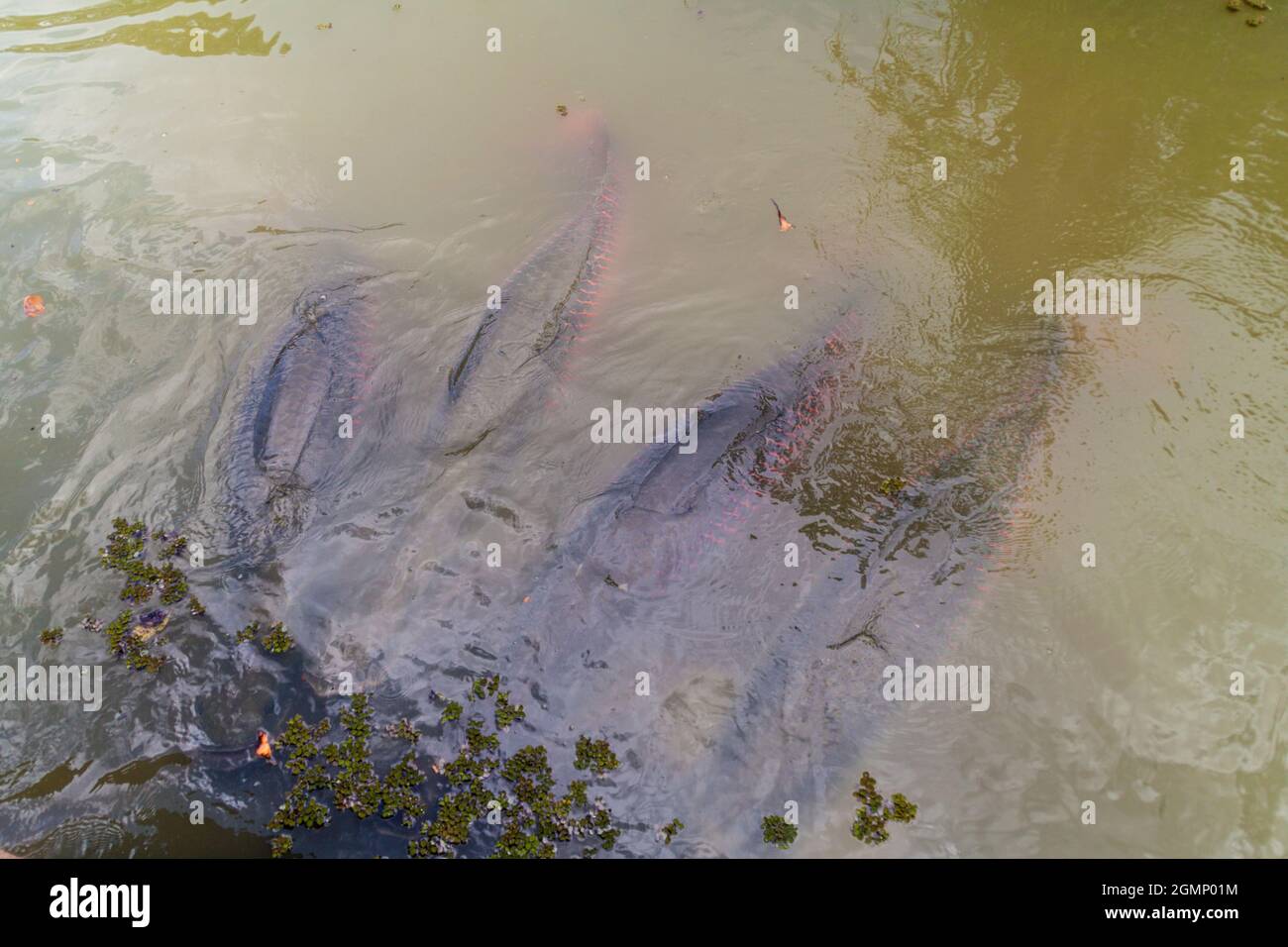 Pesce arapaima a Fundo Pedrito allevamento nel villaggio Barrio Florido vicino Iquitos, Perù Foto Stock