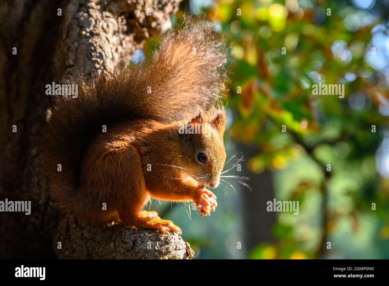 Uno scoiattolo rosso che mangia una noce Foto Stock