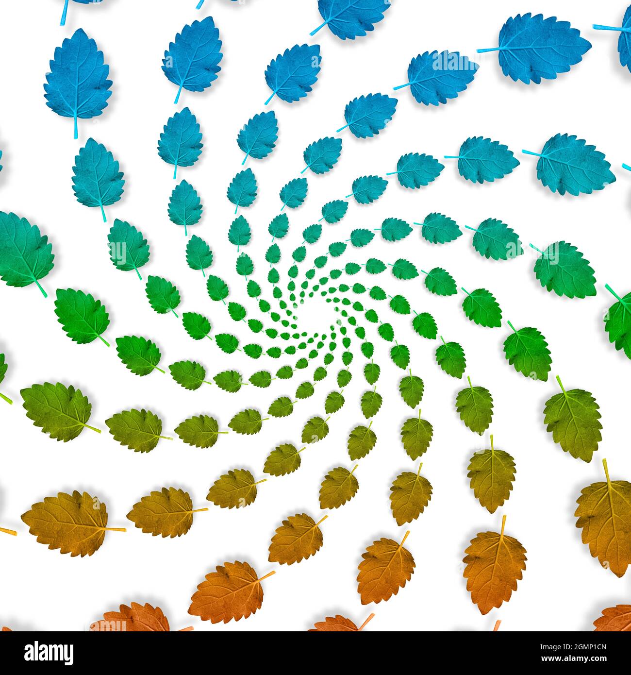 Foglie d'autunno colorate su sfondo bianco Foto Stock