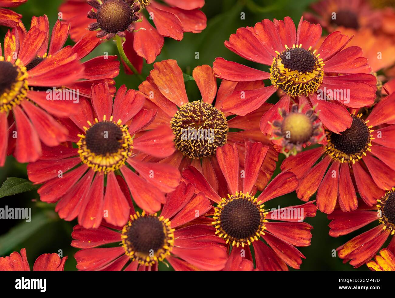 Bella immagine del comune Sneezeweed Helenium Autumnale fiore in inglese giardino di campagna paesaggio impostazione Foto Stock