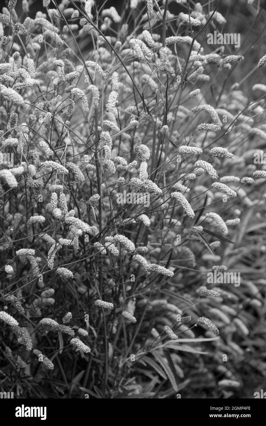 Bella macro immagine di erba ornamentale sanguisorba alpina bunge in inglese giardino di campagna paesaggio impostazione Foto Stock