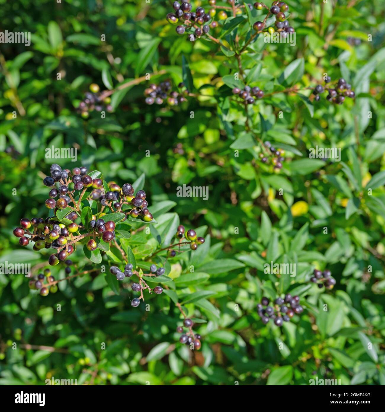 Bacche mature del privet, Ligustrum vulgare Foto Stock