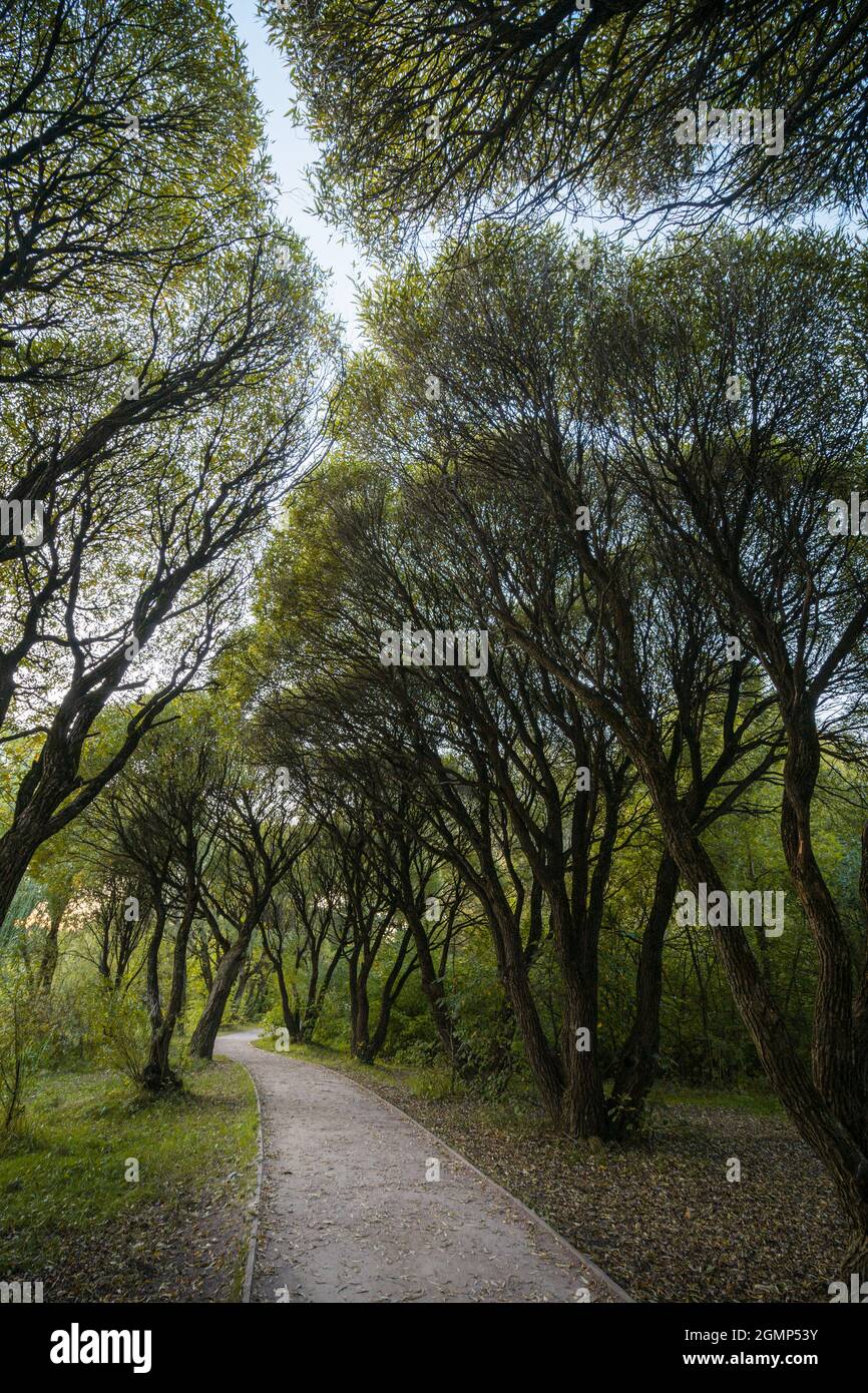 Una strada tra splendidi alberi di salice. Vista dal basso Foto Stock Una strada tra splendidi alberi di salice. Vista dal basso Foto Stock