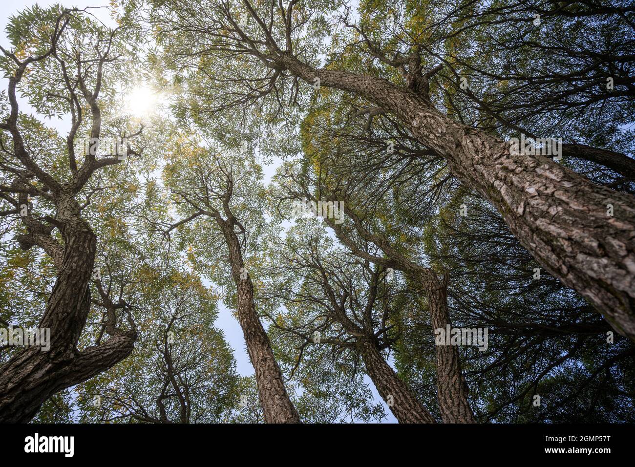 Luce del sole attraverso splendidi alberi di salice. Vista dal basso. Foto Stock Luce del sole attraverso splendidi alberi di salice. Vista dal basso. Foto Stock