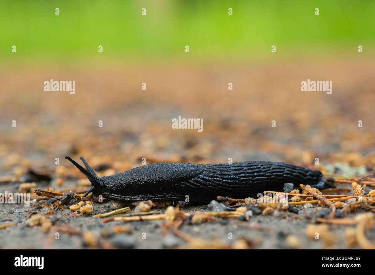 Slug nero rotondo posteriore (Arion ater) Foto Stock