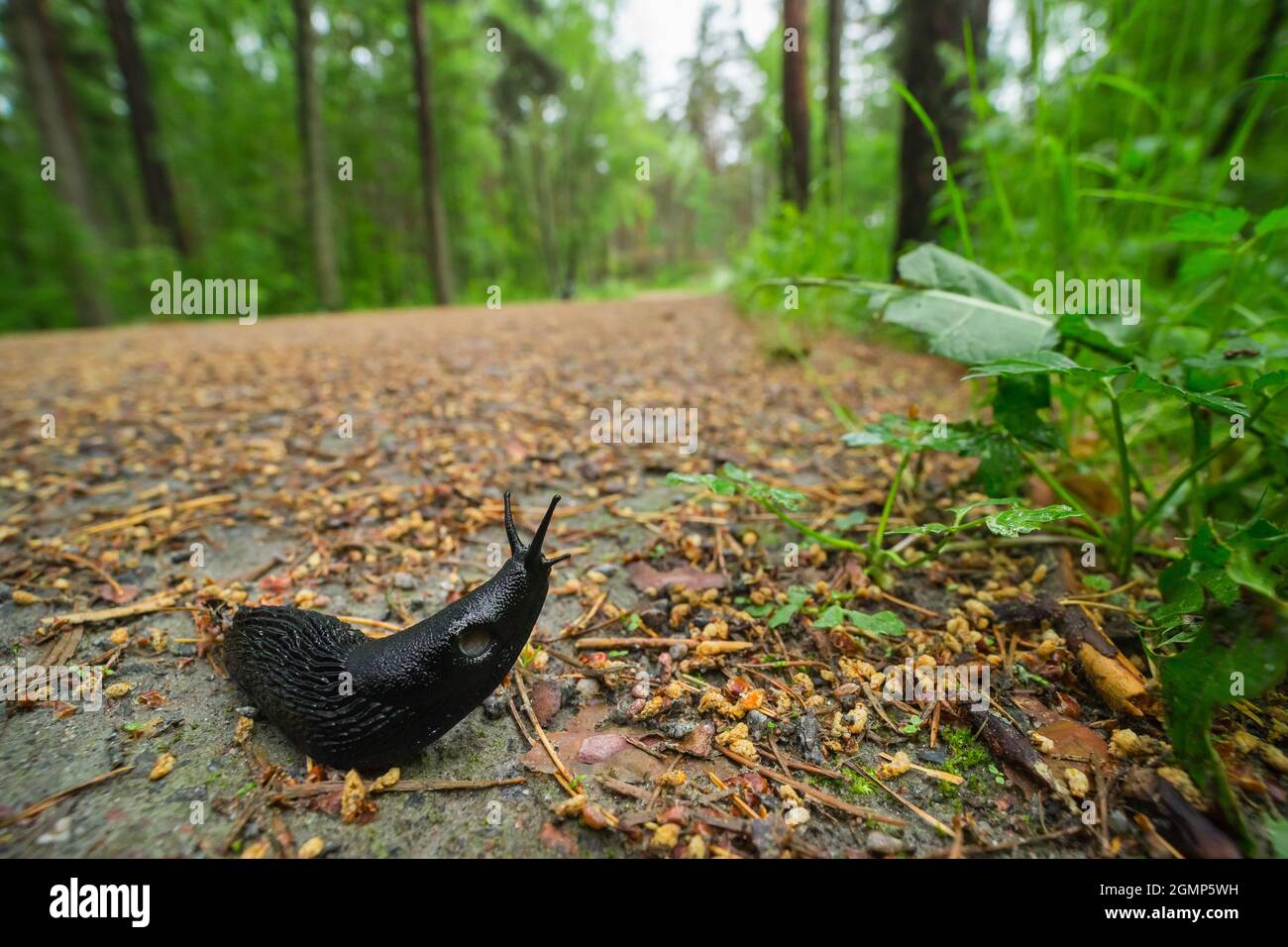 Slug nero rotondo posteriore (Arion ater) Foto Stock