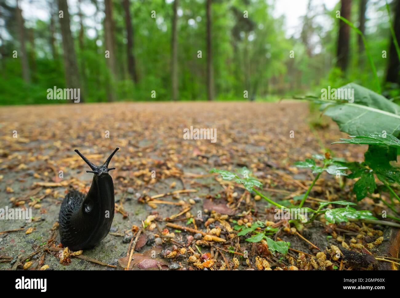 Slug nero rotondo posteriore (Arion ater) Foto Stock