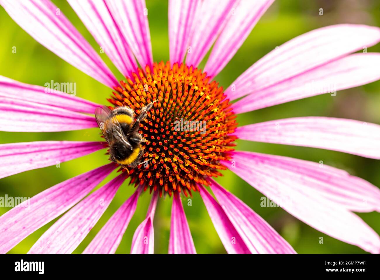 Molto da vicino di Bee nutrimento su singolo fiore Echivera, studio naturale della fauna selvatica Foto Stock