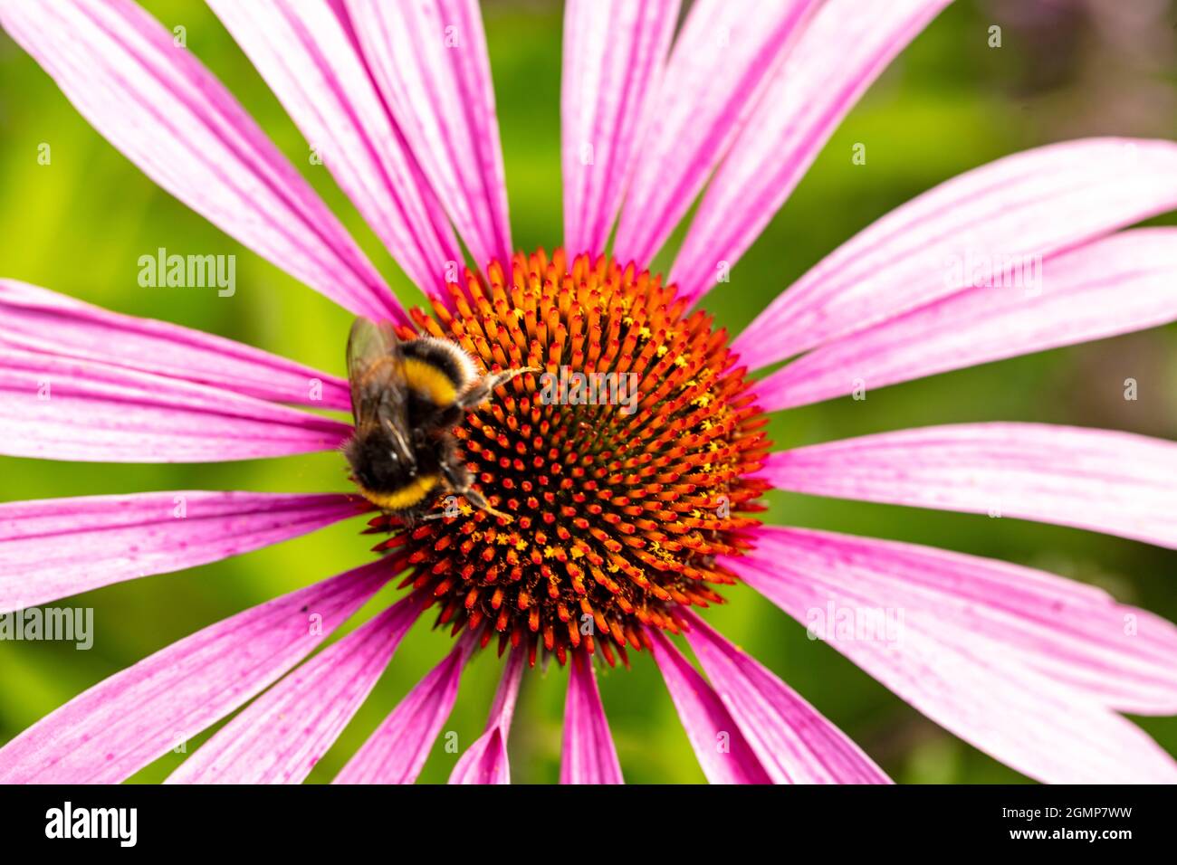 Molto da vicino di Bee nutrimento su singolo fiore Echivera, studio naturale della fauna selvatica Foto Stock