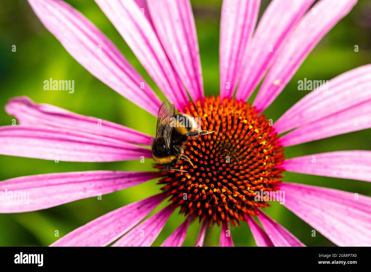 Molto da vicino di Bee nutrimento su singolo fiore Echivera, studio naturale della fauna selvatica Foto Stock