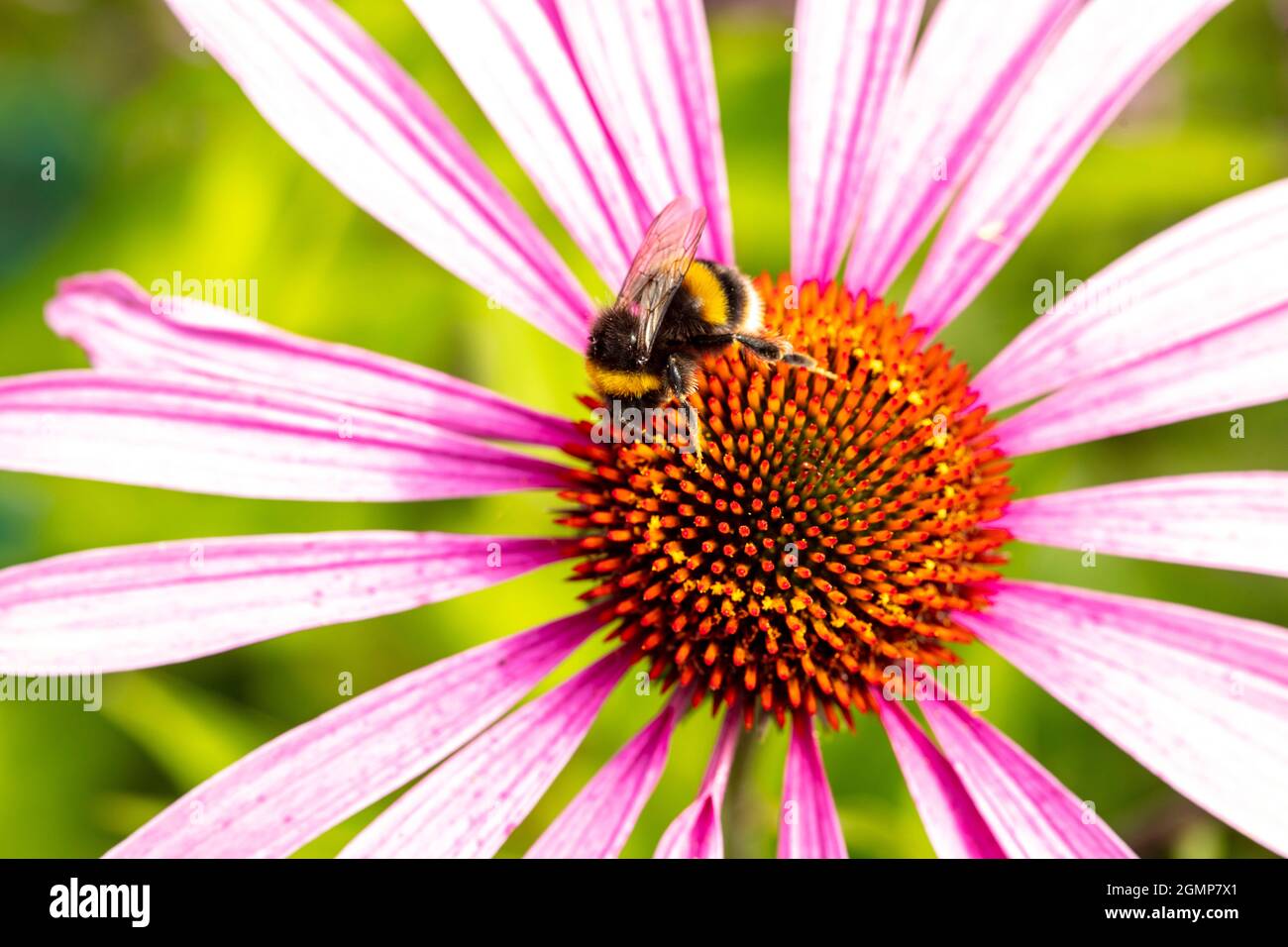 Molto da vicino di Bee nutrimento su singolo fiore Echivera, studio naturale della fauna selvatica Foto Stock
