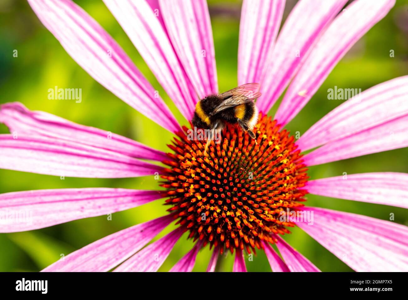 Molto da vicino di Bee nutrimento su singolo fiore Echivera, studio naturale della fauna selvatica Foto Stock