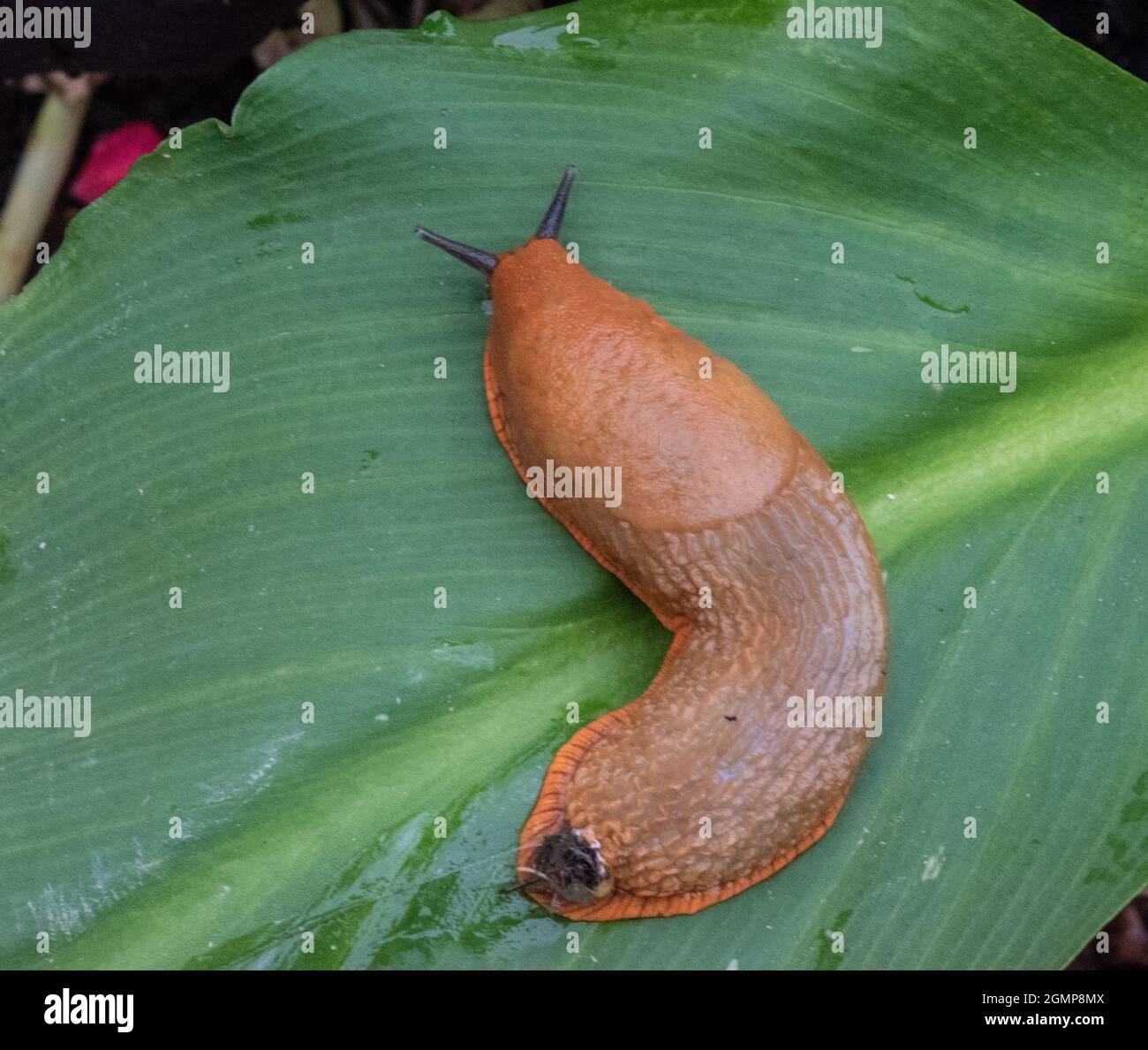 Comune giardino Slug 'Arion ater Agg.' Foto Stock