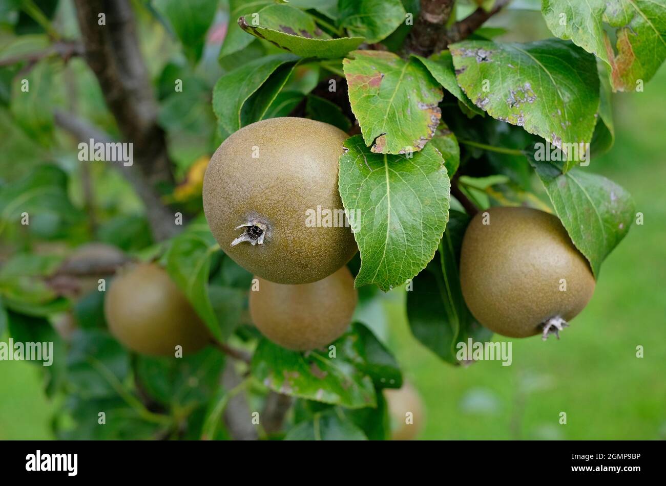 johnny mount pere che crescono in giardino inglese, norfolk, inghilterra Foto Stock