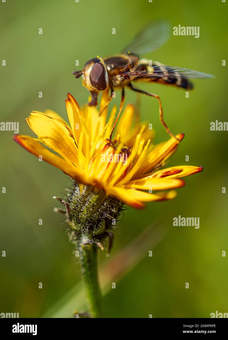 Hoverflies, mosche di fiori o mosche di sciroppo, famiglia di insetti Syrphidae.They si travestono come insetti pericolosi vespe e api.The adulti di molte spe Foto Stock