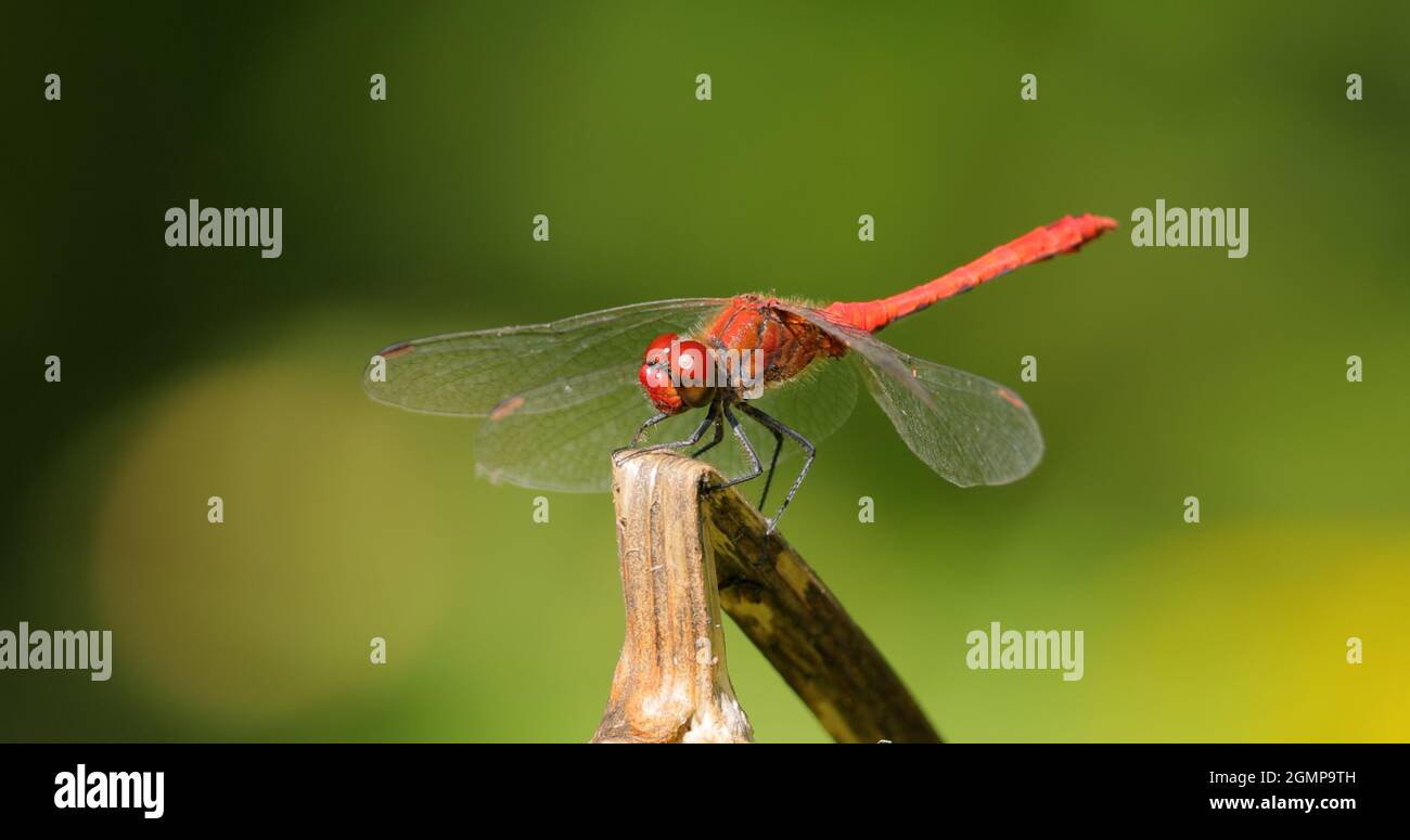La carlatta (Crocothemis eritraea) è una specie di batterio appartenente alla famiglia delle carlidae. I suoi nomi comuni includono scarlatto ampio, scarlatto comune Foto Stock