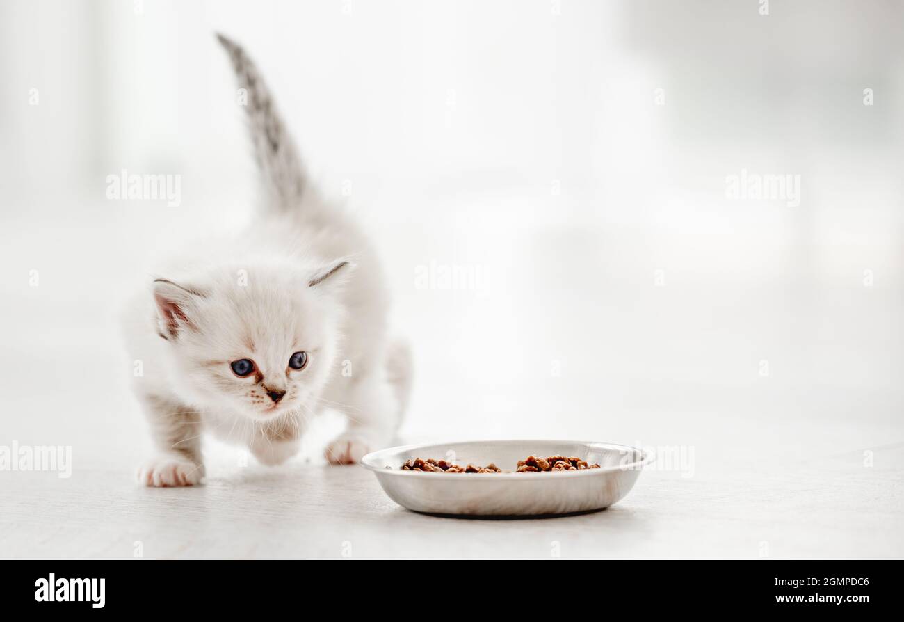Ragdoll gattino in studio Foto Stock