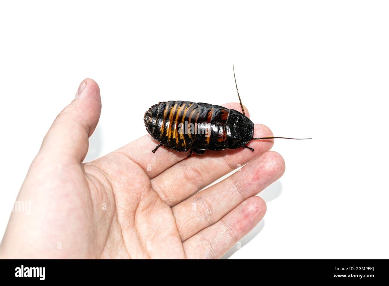 Bella enorme Madagascar hissing Cockroach crawls sulla mano umana Foto Stock