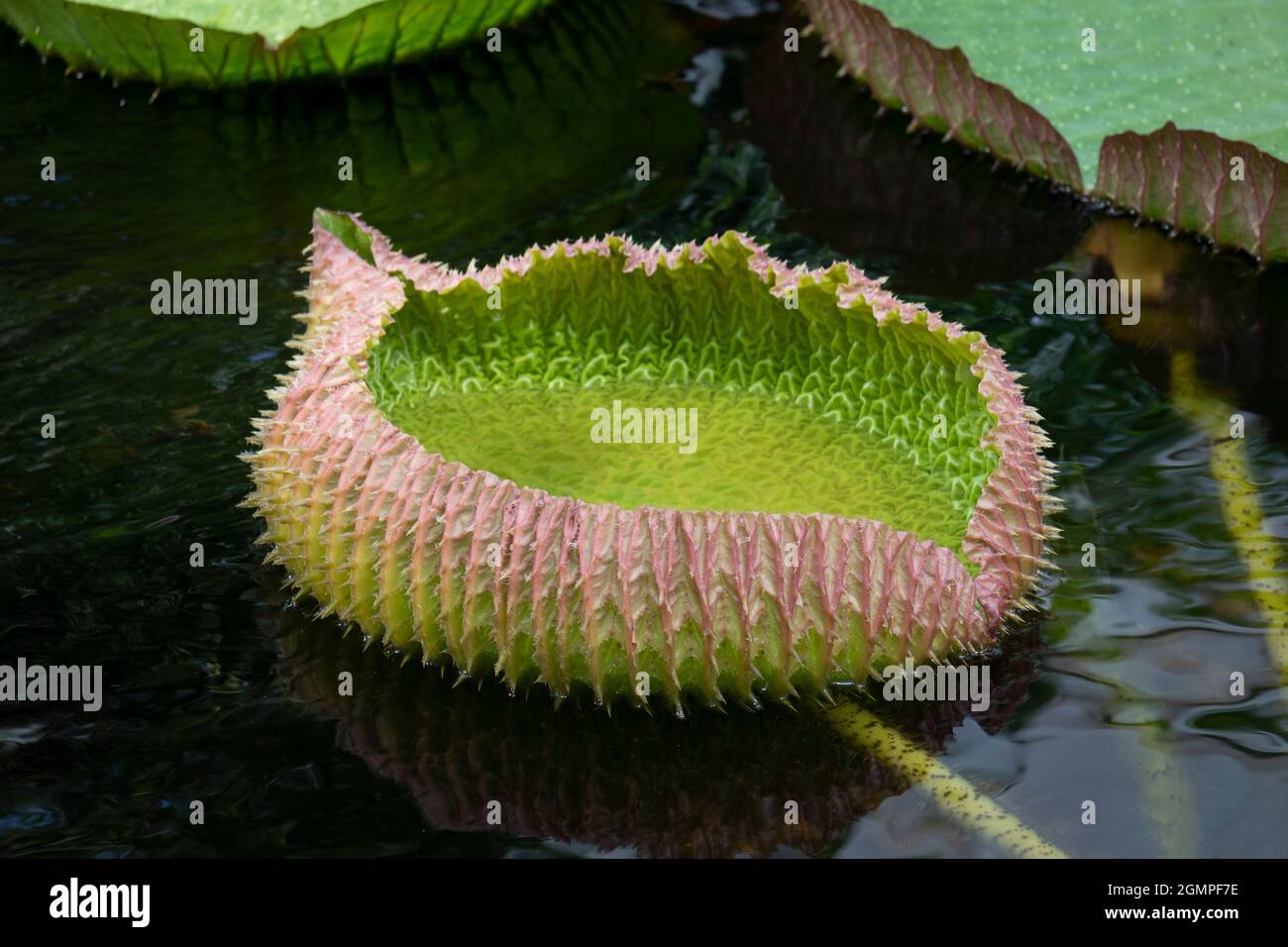 Giovane foglia di Victoria amazonica sulla superficie dell'acqua Foto Stock