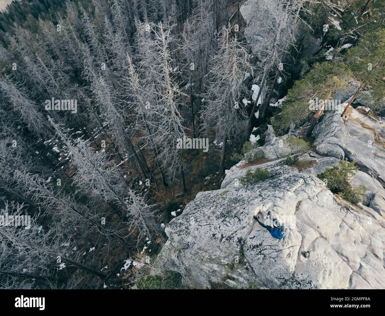 Un albero con una montagna sullo sfondo Foto Stock