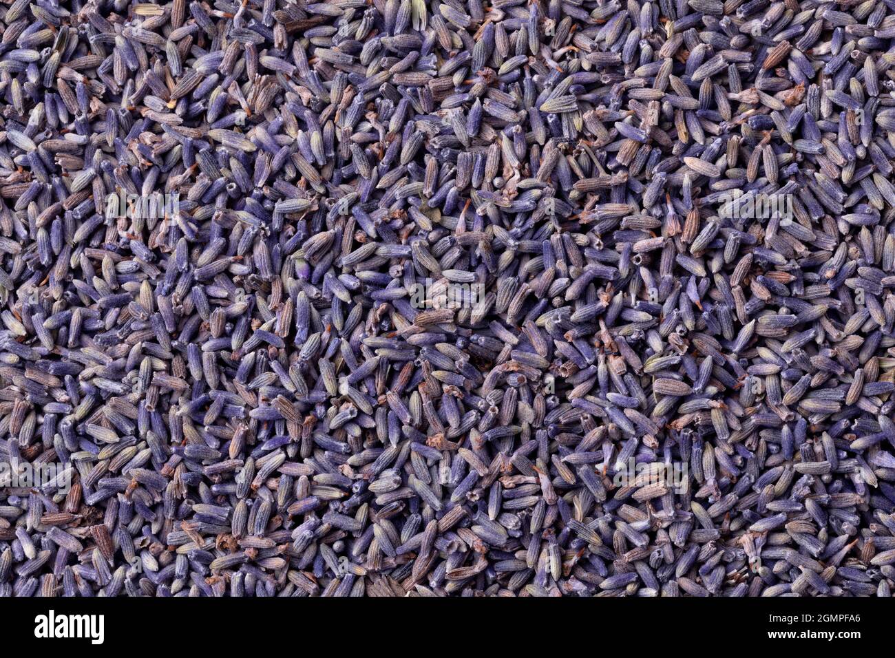I fiori viola secchi di lavanda chiudono la cornice completa come sfondo Foto Stock