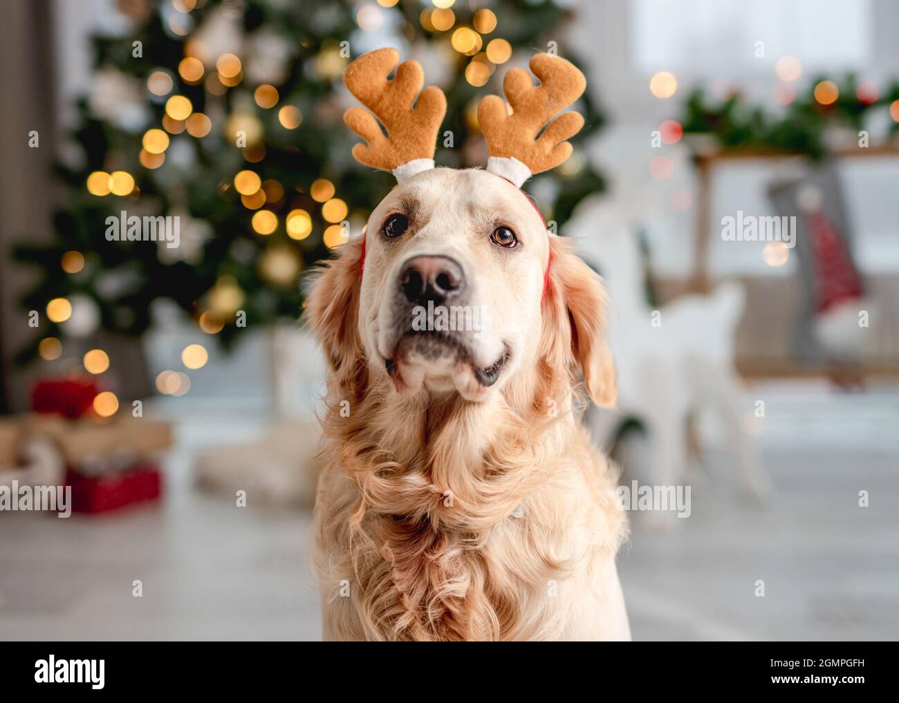 Decorazione natalizia a forma di cane Golden Retriever 2025