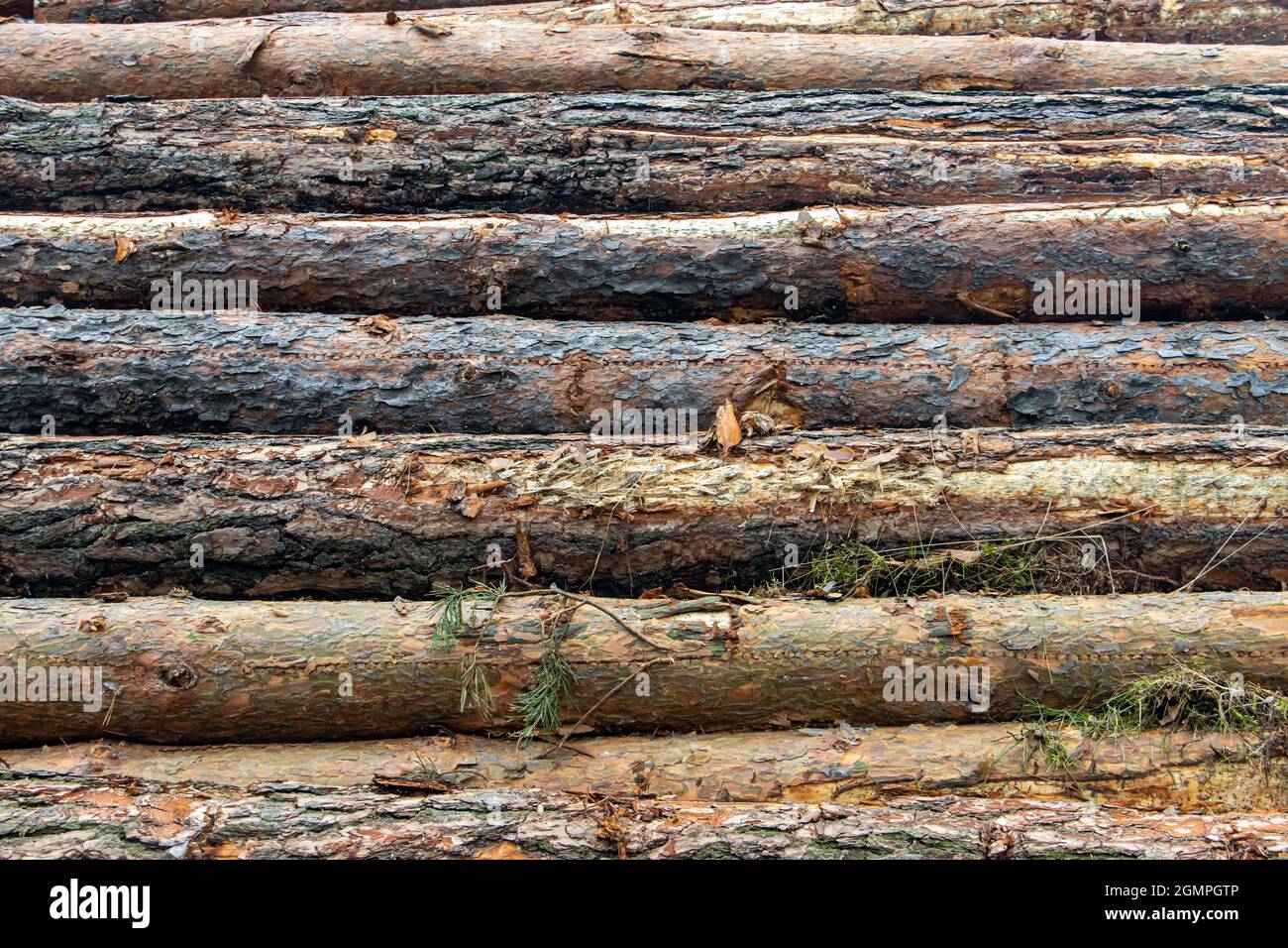 Tronchi di albero con corteccia su un palo. I tronchi di legno giacciono l'uno sull'altro. Foto Stock